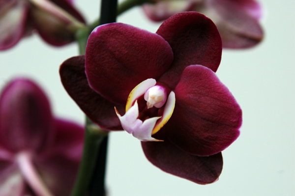 orchidee dunkelrot respekt ausdrücken