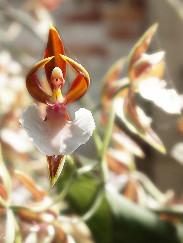 orchidee inspirierend schöne dekoideen garten pflanzen