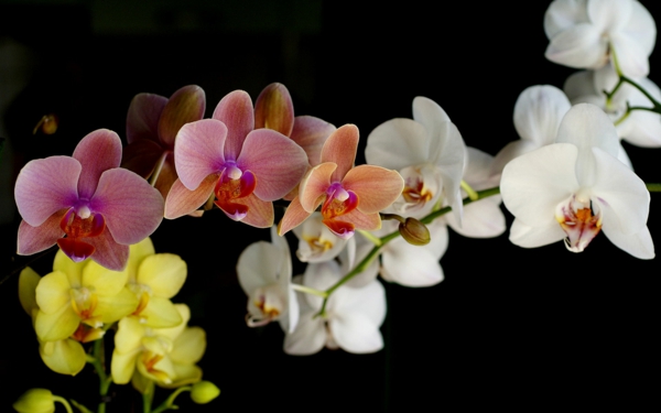 orchideen blüten farbig frisch schön