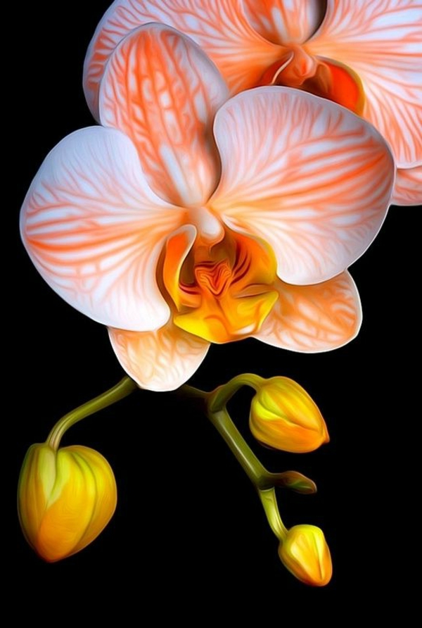 orchideen garten pflanzen orange orchidee