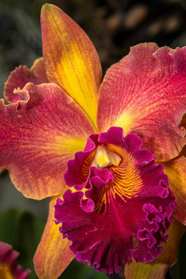 orchideen garten pflanzen schöne blumen