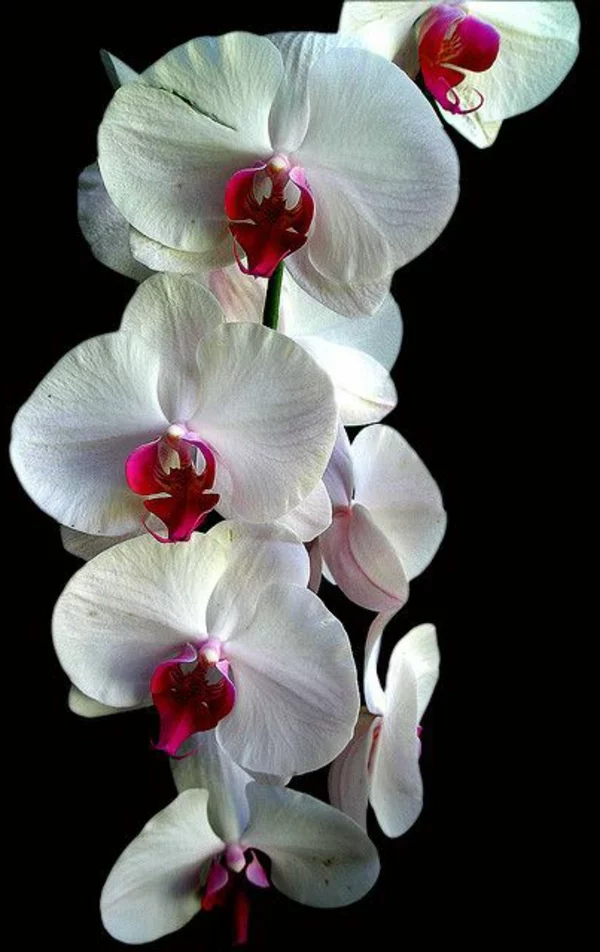 orchideen hawaii orchidee garten pflanzen