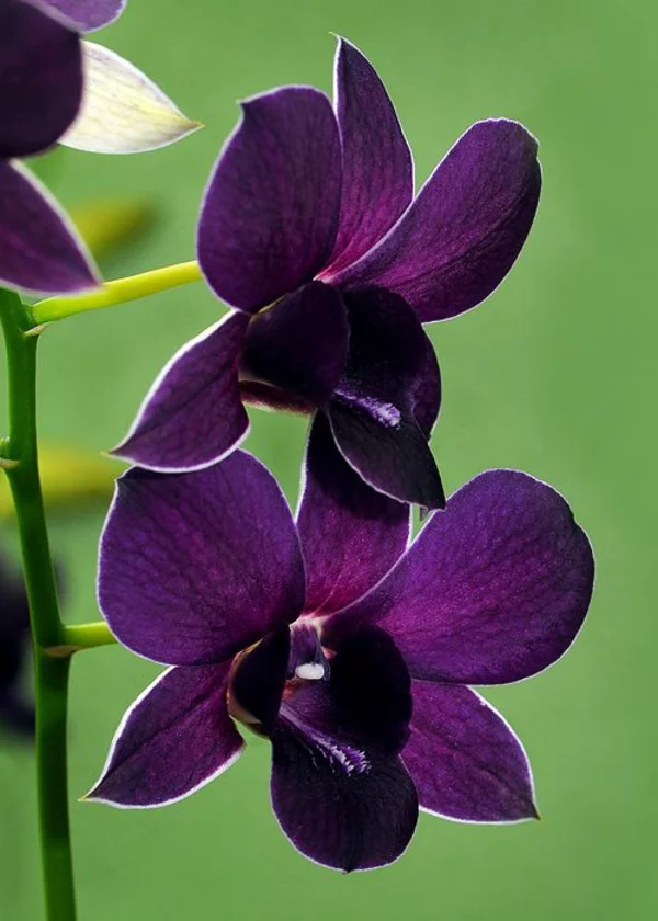orchideen lila garten pflanzen dekoideen