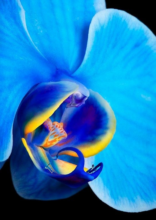 orchideen phalaenopsis orchid blaue blüte