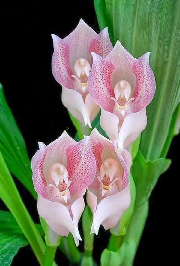 orchideen angels orchid schöne dekoideen