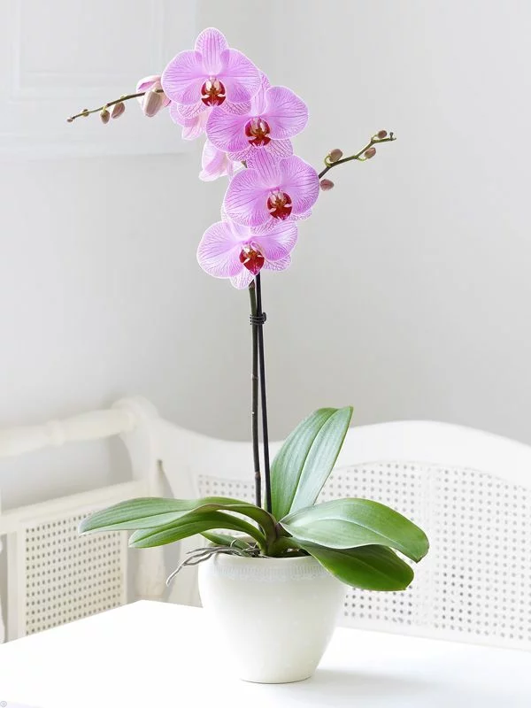orchideen schön elegant sanft blumen