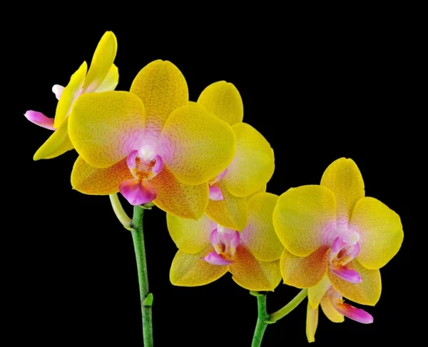 orchideenarten Phalaenopsis Orchid gelbe blüten