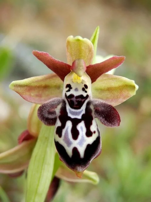 orchideenarten clowngesicht orchid mimicry