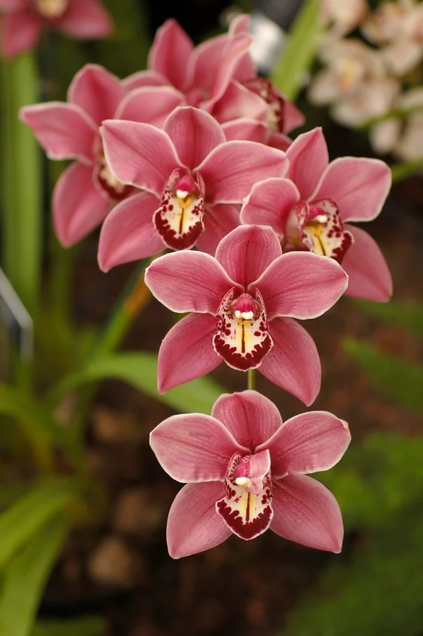orchideenarten cymbidium orchid rosanuancen garten pflanzen