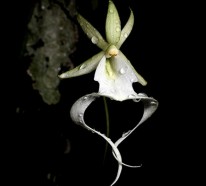 Orchideenarten, die Sie erstaunen, inspirieren, wortlos lassen…