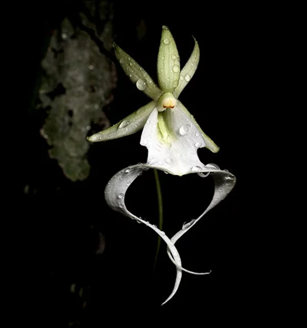 orchideenarten ghost orchid ausgefallen garten pflanzen
