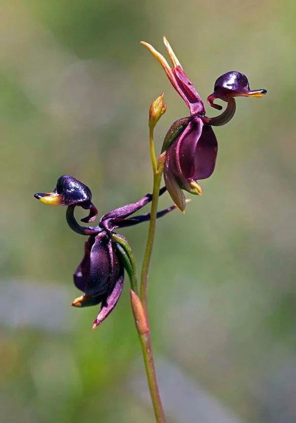 orchideenarten lebewesen ähnlich garten pflanzen blumen