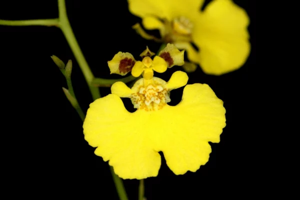 orchideenarten oncidium orchid gelbe orchideen