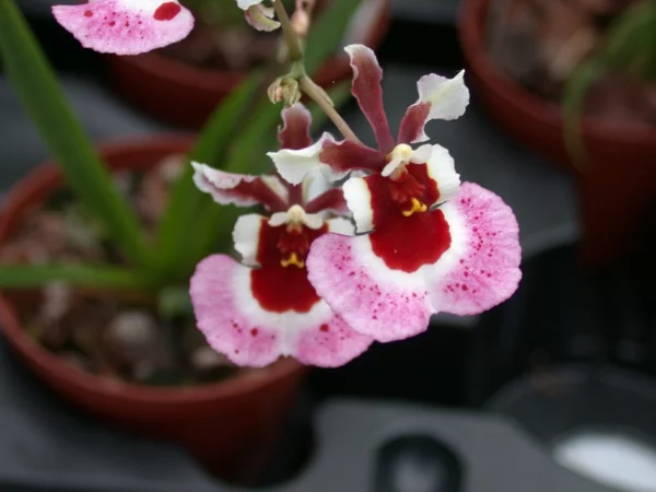 orchideenarten oncidium orchid orchideen büten