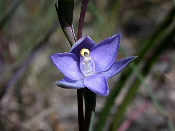orchideenarten sun orchid helllila blüte