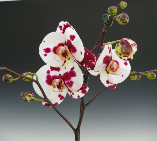 orchideenarten weiß rot blüten schöne dekoideen