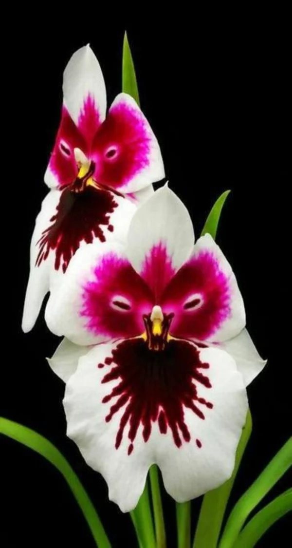 orchideen schöne dekoideen weiß rosanuancen