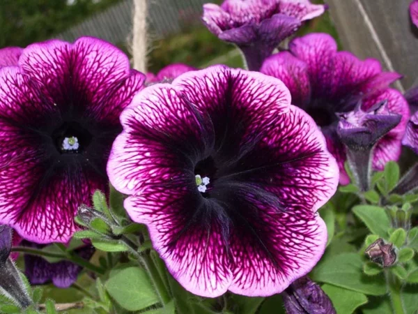 petunien bedeutung lila garten pflanzen