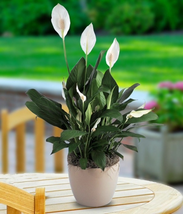 pflegeleichte zimmerpflanzen schöne friedenlilie