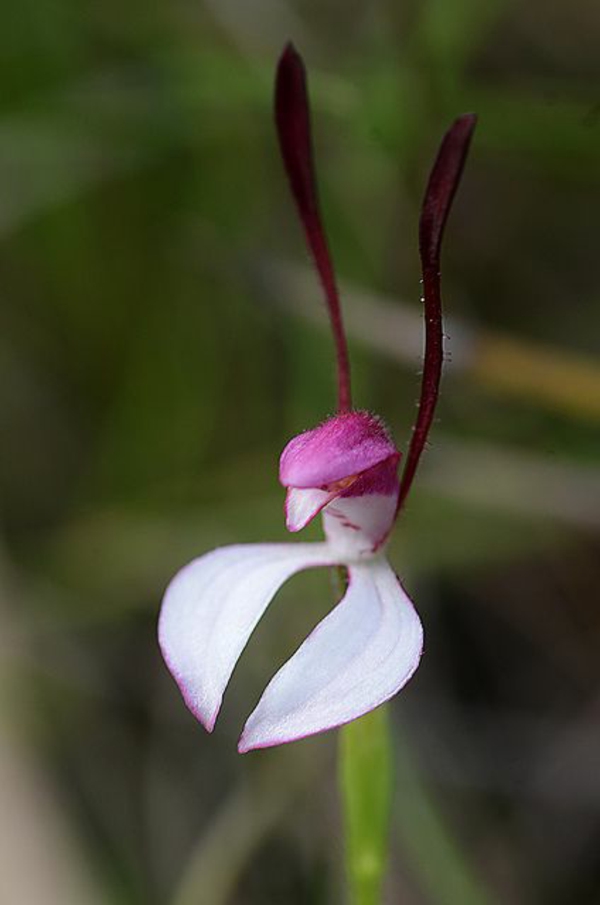 rabbit orchid orchideen arten garten pflanzen