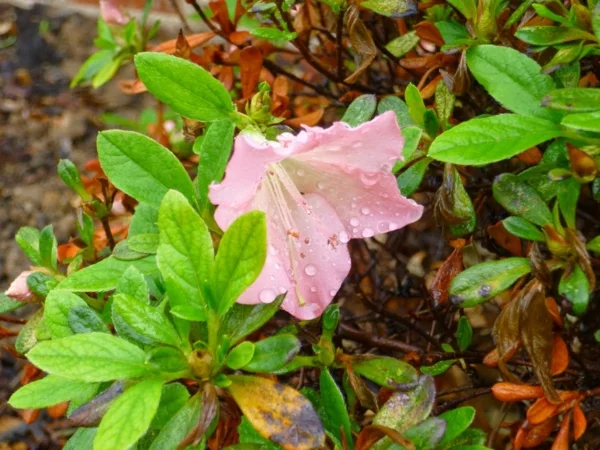 rosa azalee pflanzen blumen dekoideen