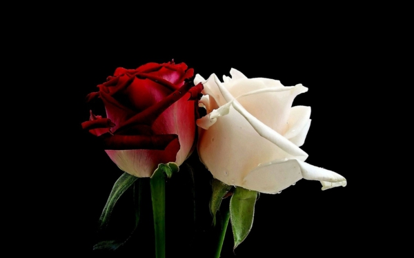 rose weiß rot bedeutung symbolik