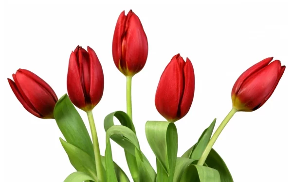 rote tulpen garten pflanzen blumen bedeutung