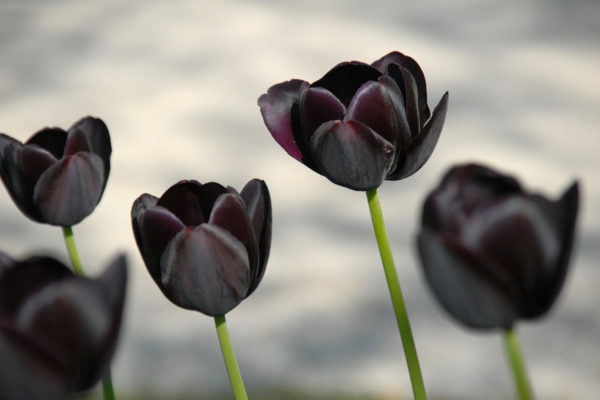 schwarze tulpen garten pflanzen blumen