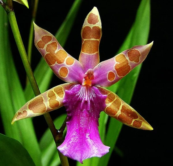 schöne blumen orchidee Miltonia clowesii