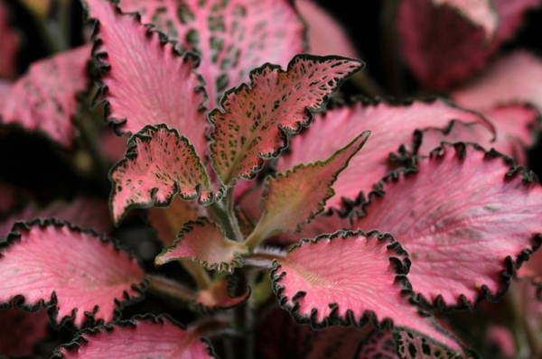 schöne dekoideen pflanzen fittonien rotfärbung
