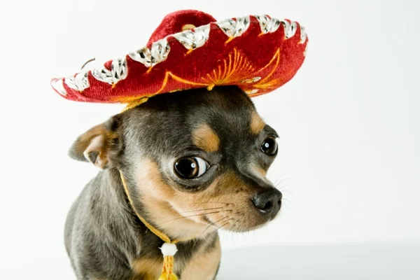 kurzhaariger Chihuahua mit Hut