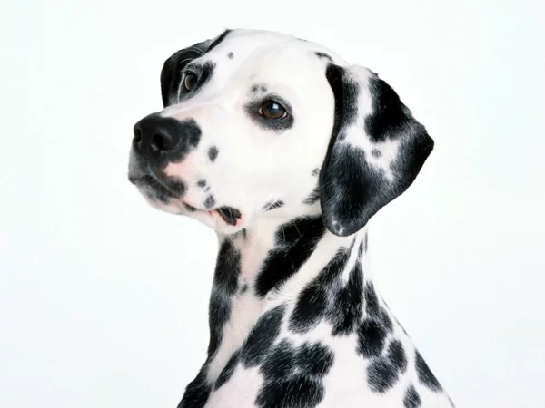schöne Hunderassen - Dalmatiner mit einem edlen Look