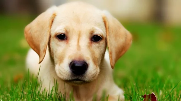 schöne Hunderassen - Labrador mit gelber Fellfarbe