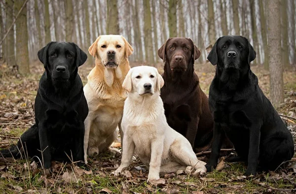 schöne Hunderassen - Labradors mit unterschiedlicher Fellfarbe
