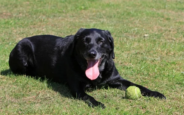 schöne Hunderassen - schwarzer Labrador, der mit einem Ball im Gras spielt