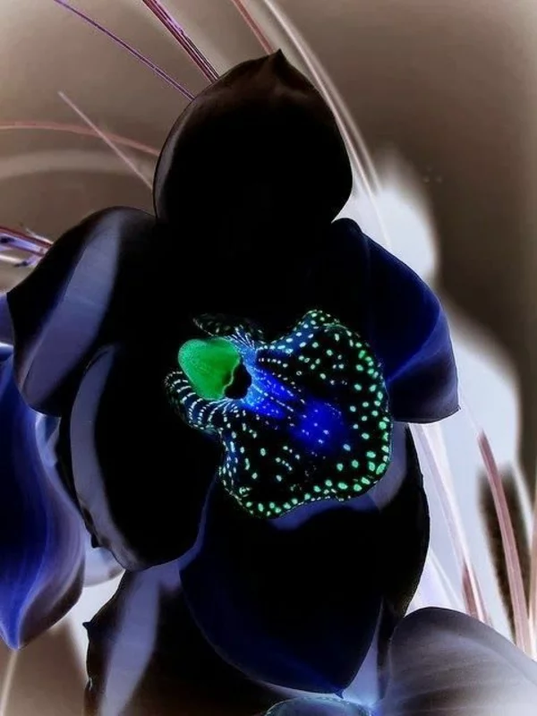 schöne schwarze orchidee orchideen blumen