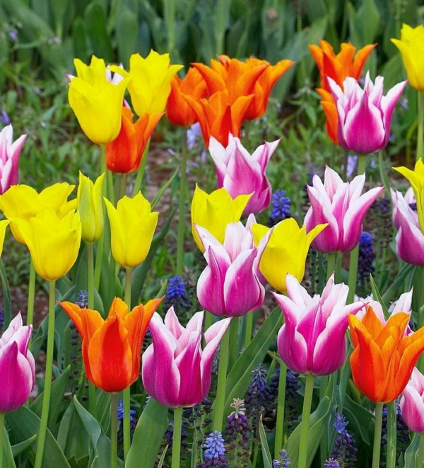 schöne tulpen farbig frisch pflanzen garten