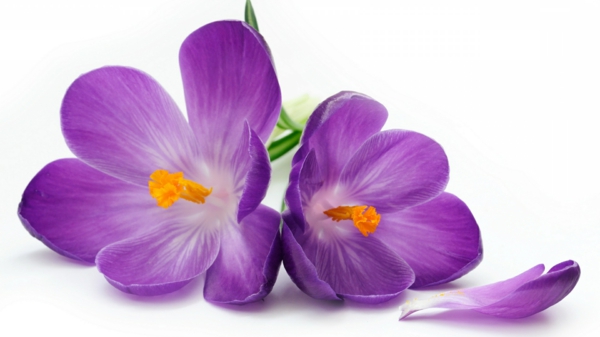 symbolik blumen lila krokus garten pflanzen