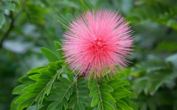 symbolik blumen mimosa rosa pflanzen garten