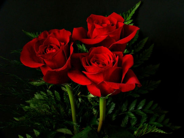 symbolik blumen rote rosen heiße liebe