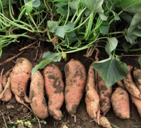 Die Süßkartoffel – Herkunft, Nährwerte und Aufbewahrung