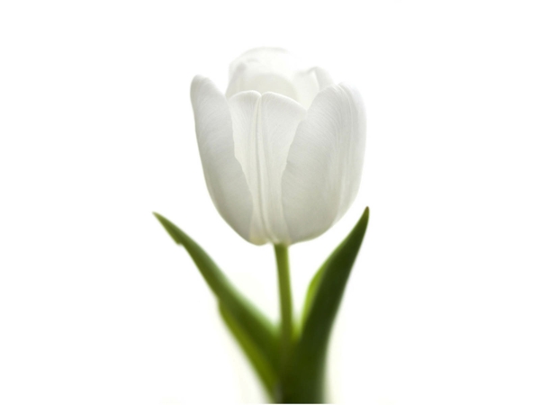tulpe weiße blüte garten pflanzen