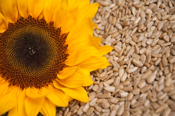 vitamintabelle sonnenblume sonnenblumenkerne geschält