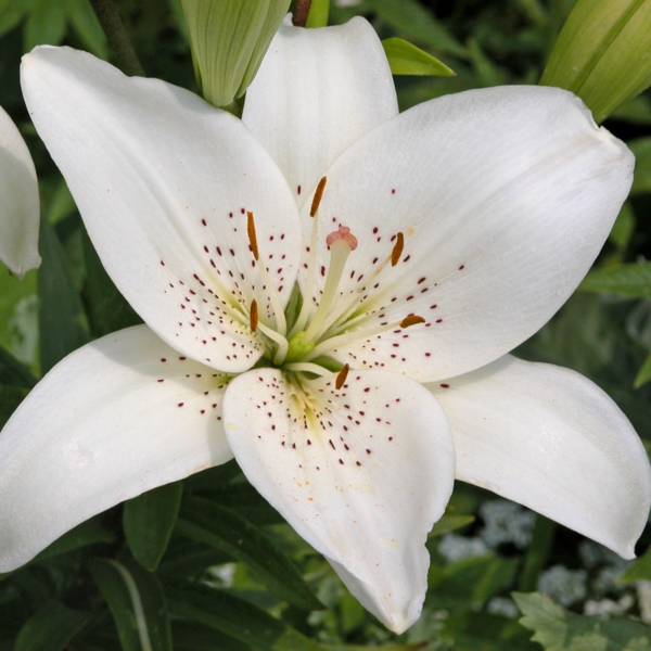 weiße lilie garten pflanzen blumen bedeutung