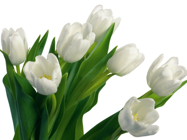weiße tulpen garten pflanzen blumen