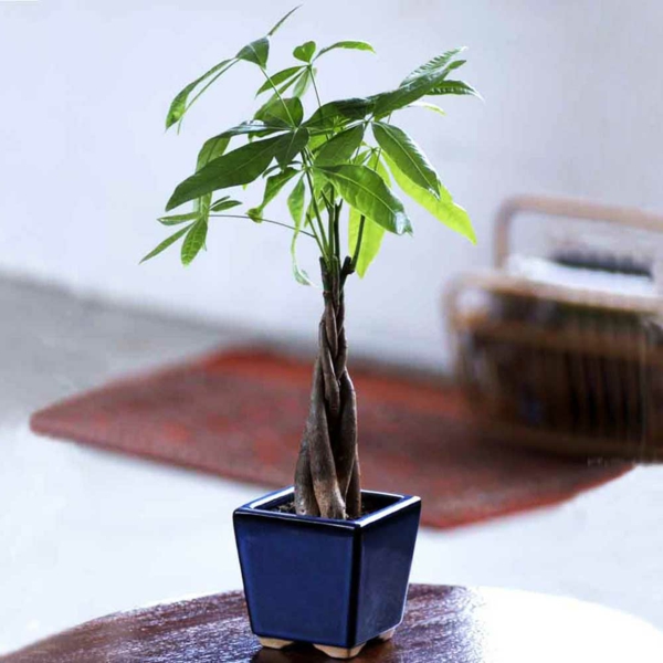 zimmerpflanzen kleine pflanze blauer pflanztopf tisch