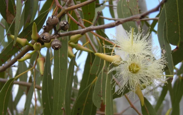 Eukalyptusbaum in der natur Wirkung