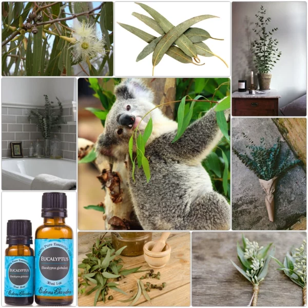 Wirkung Eukalyptusbaum gesund leben fakten