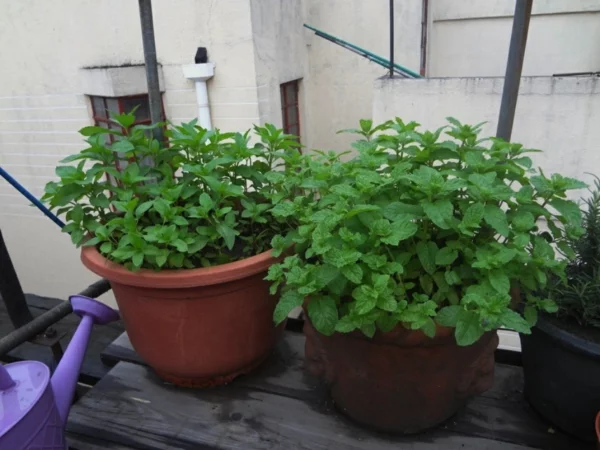 balkon gestalten pflanzen grüne minze pfefferminze