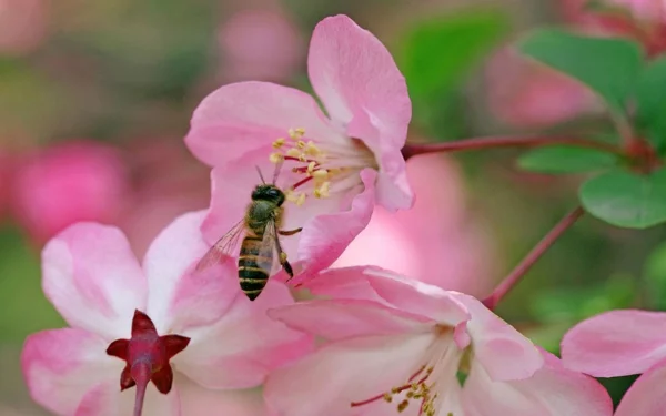 begonien pflege rosa biene garten pflanzen